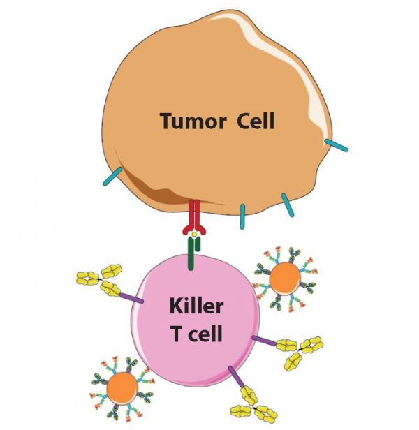 Combo treatment harnesses immune system to fight skin cancer – Johns ...