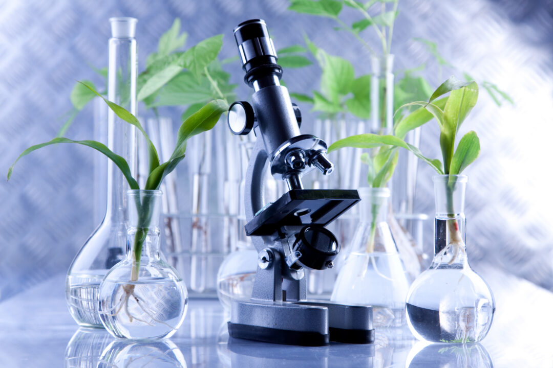 Clear laboratory equipment with a black microscope at center. The three glass beakers flanking the microscope have green plants in them.