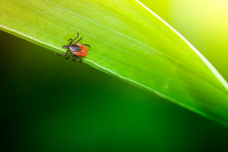 Under Attack Researchers Shed Light On How Lyme Disease Infects The