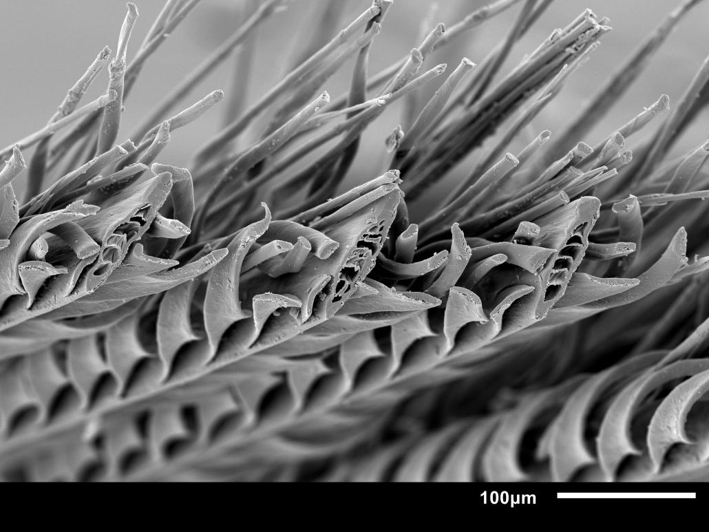 An extreme microscopic closeup of a male sandgrouse feather, which has an uncanny ability to hold water while it flies and could inspire the next generation of absorbent materials