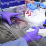 Person in blue lab coat and purple nitrile gloves pipetting a red liquid in a petri dish under a laboratory fume hood.