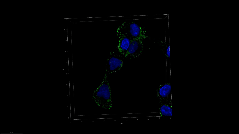 A 3D image of nanoSABER in DU145 cells