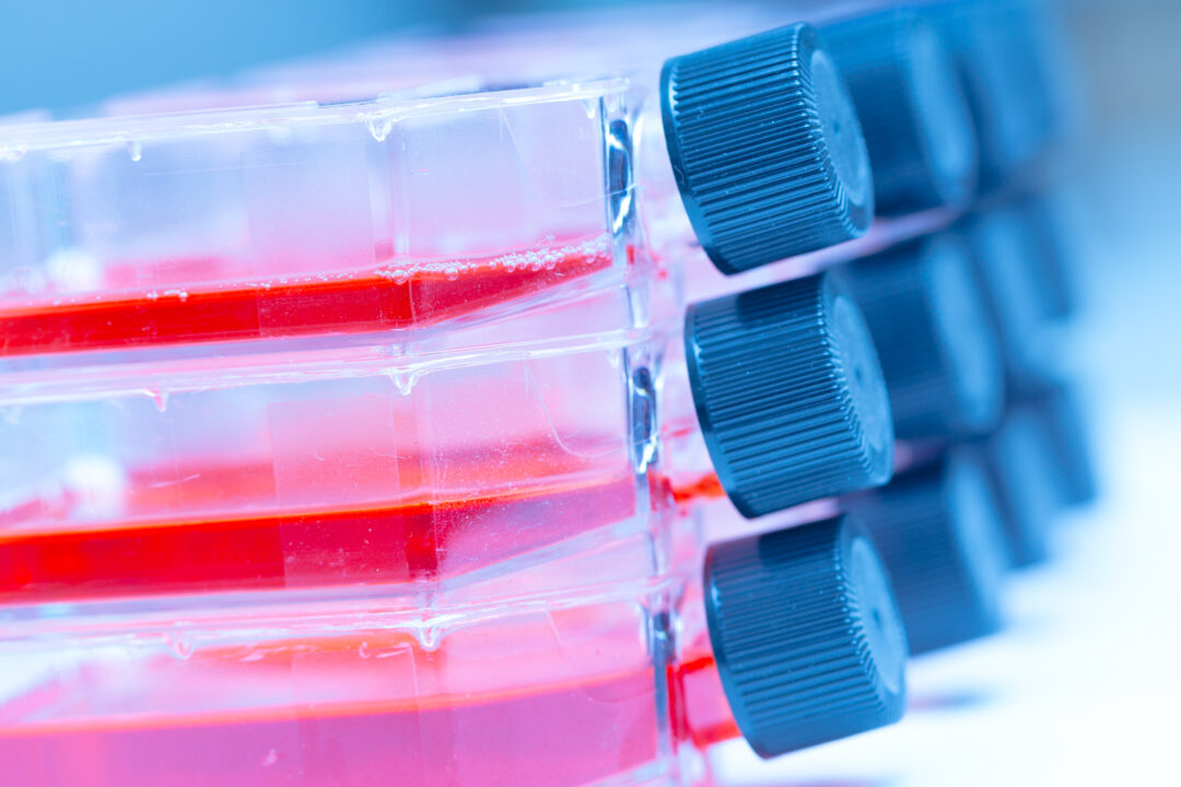 A stack of three cell culture flasks with three different levels of red cell culture medium in each.