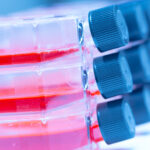 A stack of three cell culture flasks with three different levels of red cell culture medium in each.