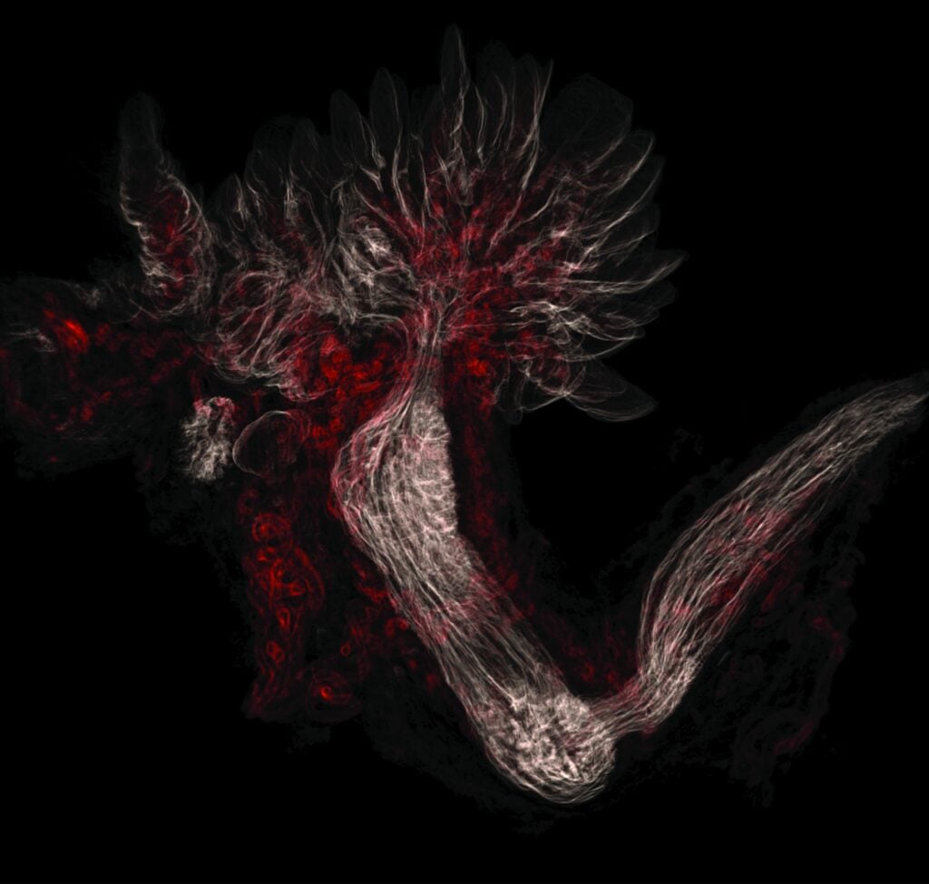 Microscopy image of a fallopian tube in red against a black background.