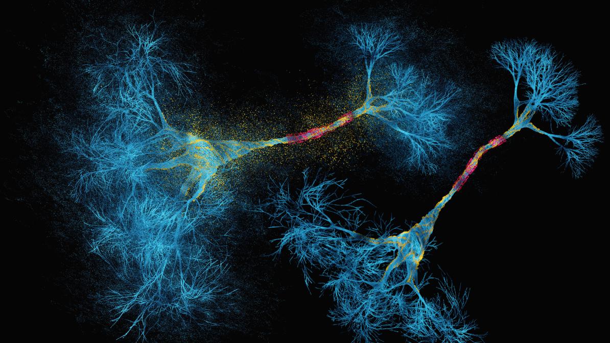 Graphic of two neurons in blue, yellow and pink.