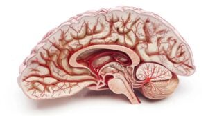3D Digital of the Detailed Cross-section of the Blood-Brain Barrier,Used in Medical Research and Disease Treatment.