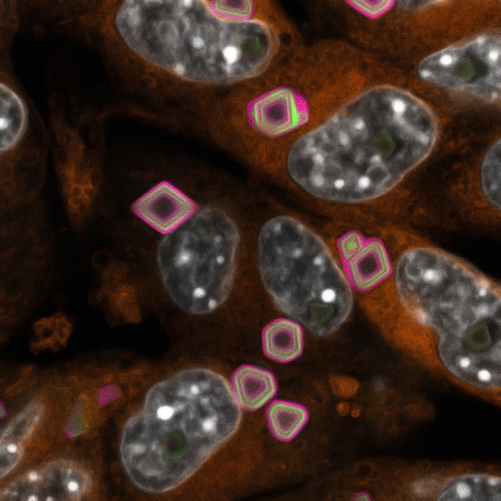 Microscopy image of fluorescent "tree rings" in cells using GEMINI